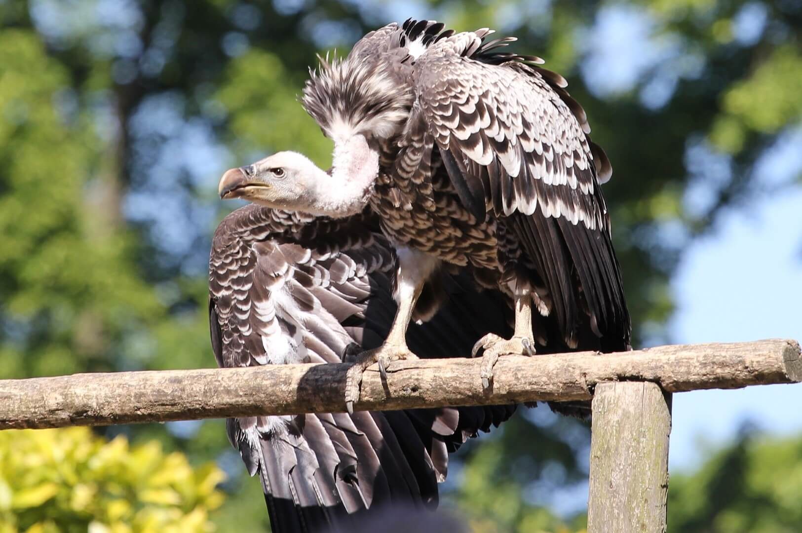 Tierstimmen Klingeltne Kostenlos Herunterladen