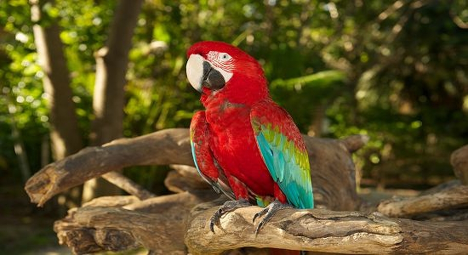 papagaio vermelho